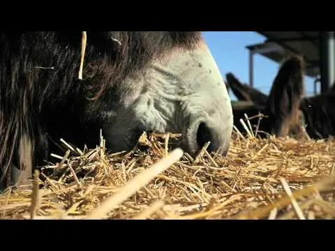 La Finca Madridanos impulsa la ganadería autóctona y la agricultura ecológica en Zamora
