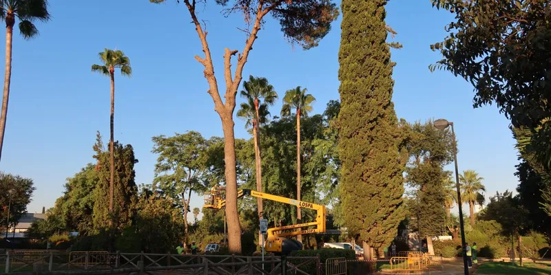 Utrera reforestará el Parque de Consolación con fresnos y almeces tras la tala de un pino peligroso