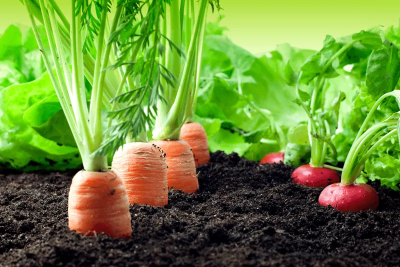 Sax impulsa la sostenibilidad con su proyecto de huertos urbanos ecológicos