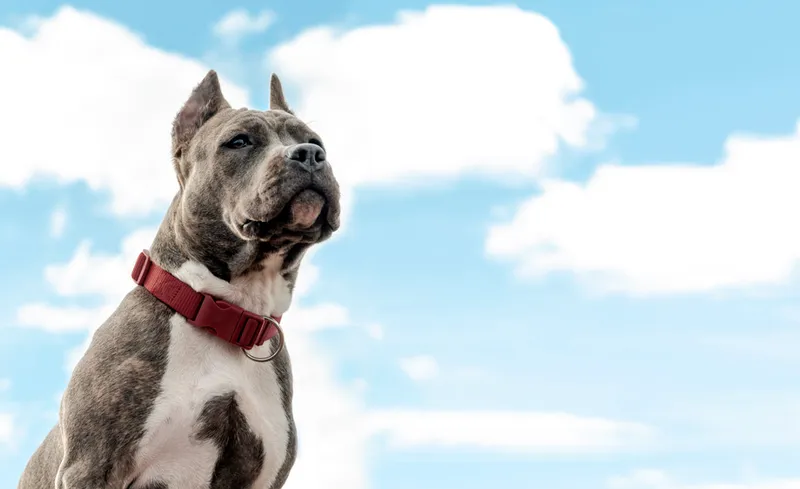 Mos habilita la solicitud de licencias para animales peligrosos