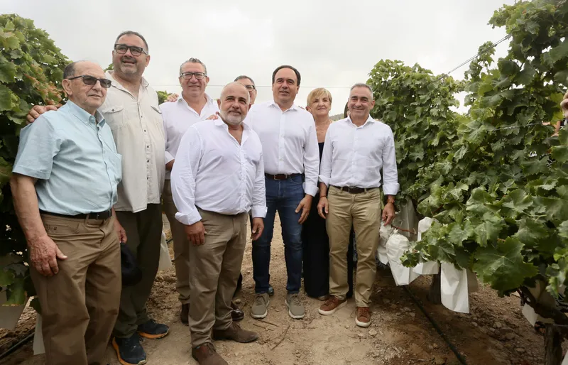 Arranca la campaña de la Uva de Mesa Embolsada del Vinalopó con un corte simbólico en Agost