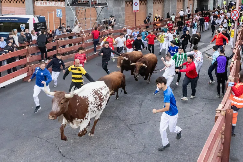 Guadalajara celebra un encierro rápido y sin incidentes con toros de Román Sorando