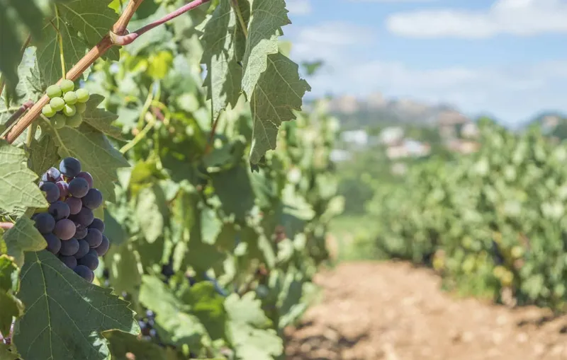 Bodegas Riojanas impulsa la formación de viticultores con una clase magistral sobre nutrición del viñedo