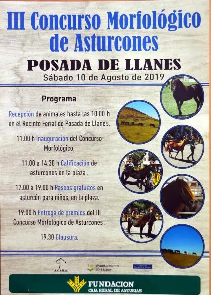 Posada de Llanes celebra el III Concurso Morfológico de Asturcones con premios y actividades para niños