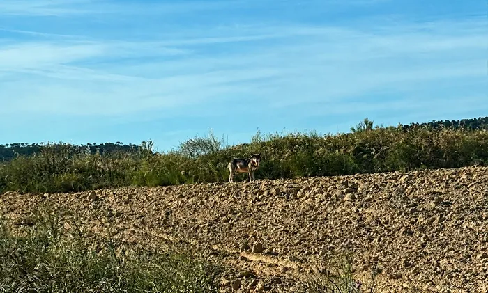 Alcañiz se une a los ganaderos ante los ataques del lobo