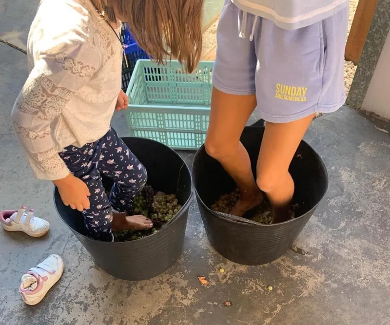 El Museo del Vino de Almendralejo celebra su Taller de Vendimia para escolares y familias