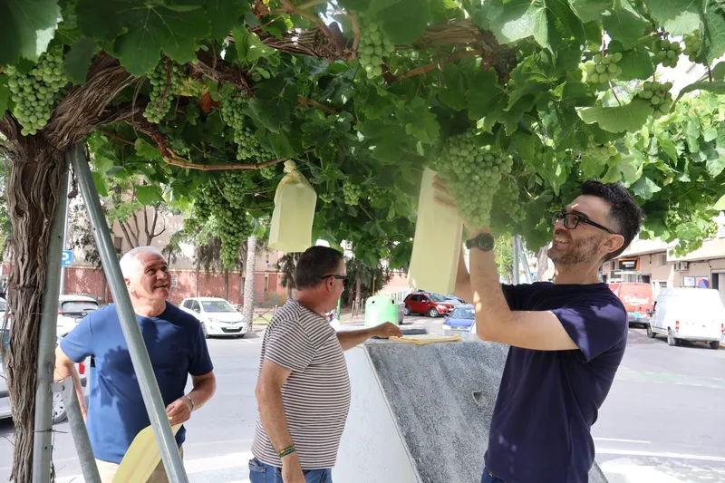 Novelda honra su tradición agrícola con el embolsado de la uva Aledo
