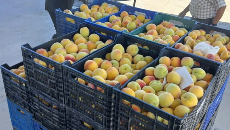 Arranca la campaña de MercoFraga, el mercado de fruta en origen