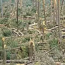 Veinticinco años del devastador tornado que arrasó Pinares