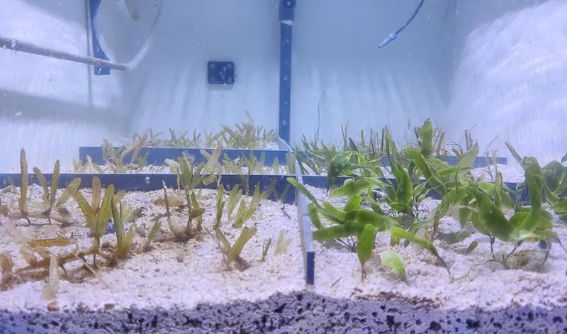 El cambio climático amenaza la capacidad de las praderas marinas para almacenar carbono