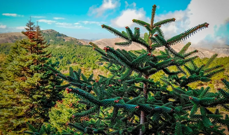 Andalucía destina casi medio millón de euros a la reforestación del pinsapo en peligro de extinción