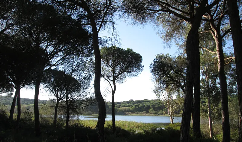 Andalucía revoluciona su legislación ambiental con un paquete de leyes pioneras
