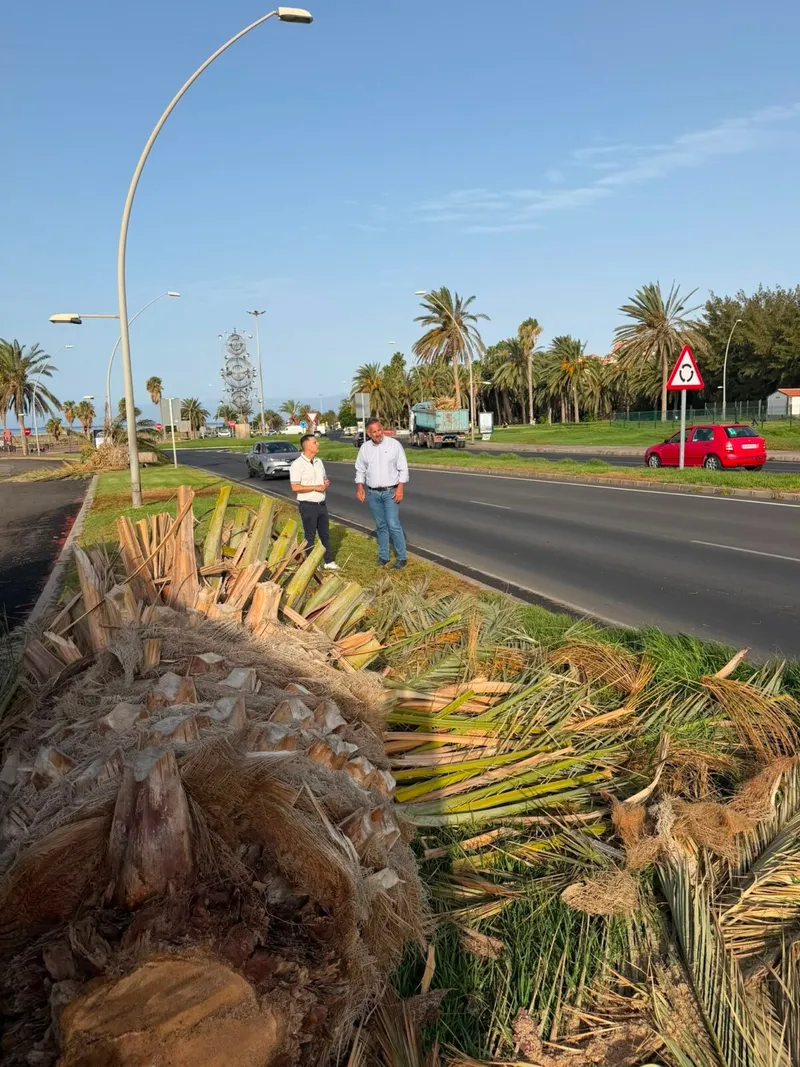 Pájara desmiente la caída de palmeras en Solana Matorral por mal estado