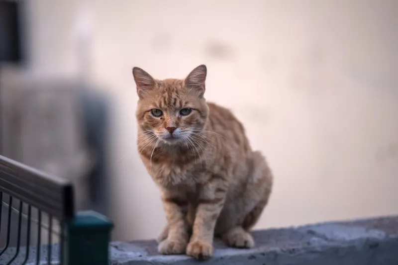 Sanxenxo licita el control veterinario de gatos callejeros por 43.560 euros