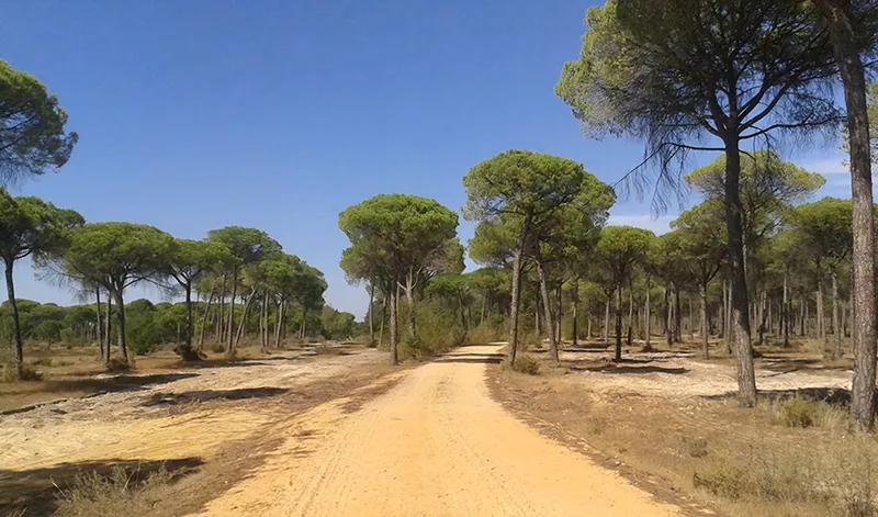 Andalucía lidera la inversión nacional en la recuperación de vías pecuarias con 88 millones
