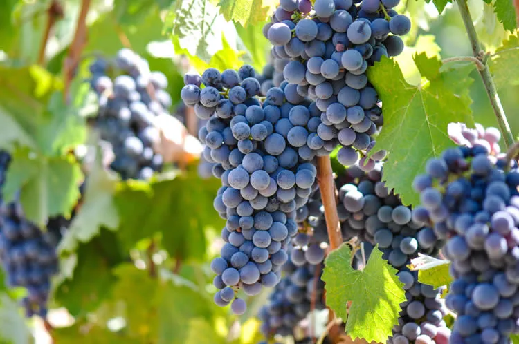 Larraga diversifica su economía entre el campo y la industria agroalimentaria