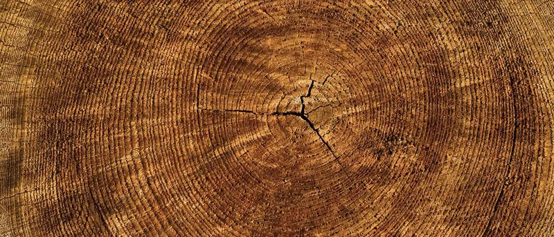 La Diputación de Tarragona impulsa la biomassa local para la gestión forestal sostenible