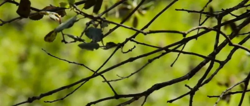 La Diputación de Tarragona impulsa la biomasa forestal como energía limpia y de proximidad