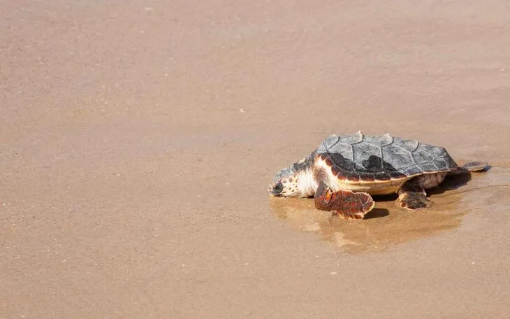 Siete tortugas bobas nacidas en Benidorm regresan al mar tras su cría en l'Oceanogràfic