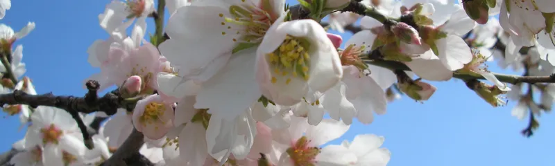 Benimantell: Un paraíso natural de flora, fauna y paisajes espectaculares