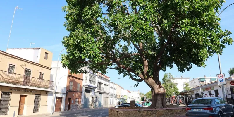 Utrera retira una palmera por seguridad y para proteger un ficus centenario