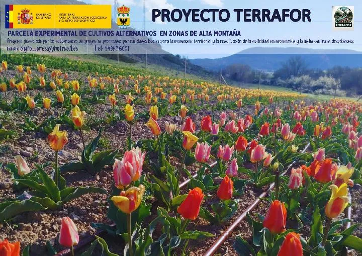 Orea celebra la floración de sus tulipanes en un proyecto piloto de innovación rural