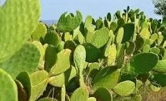 Batres prohíbe la chumbera por ser una especie invasora que amenaza la biodiversidad