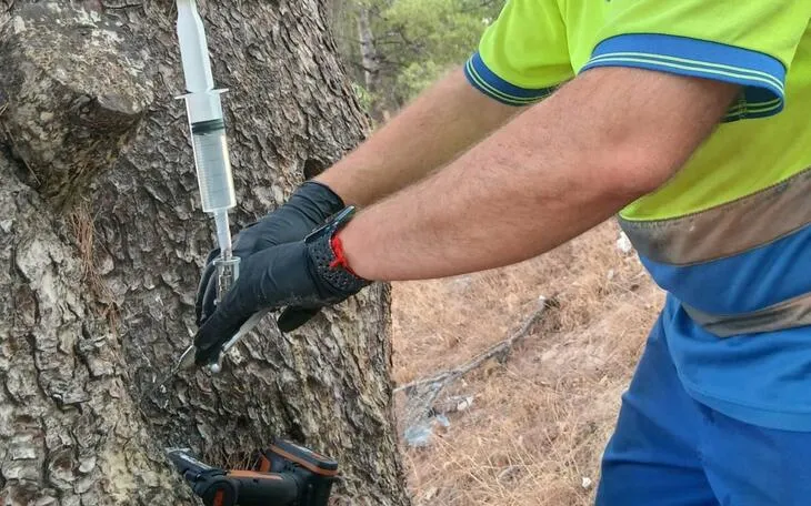 Benidorm protege sus pinos contra la procesionaria con endoterapia vegetal