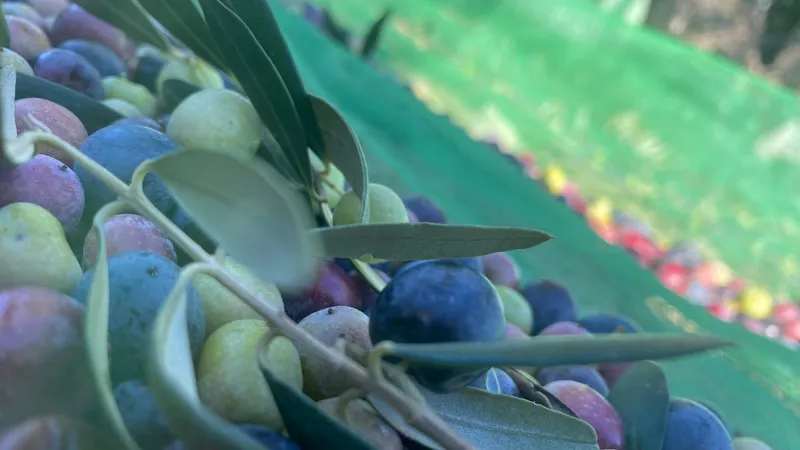 Diputación de Tarragona destina 1,4M€ a impulsar productos agroalimentarios y turismo