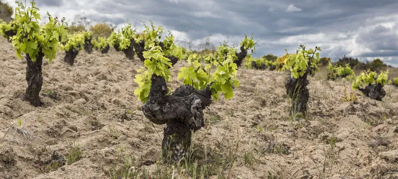 Castilla y León promociona sus rutas del vino y la gastronomía
