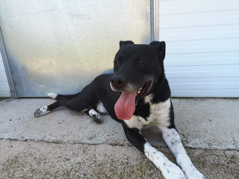 Adopta un amigo en Calatayud: el centro de animales busca hogares para perros abandonados