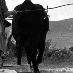 El ciclo del cereal: un viaje por las labores agrícolas tradicionales