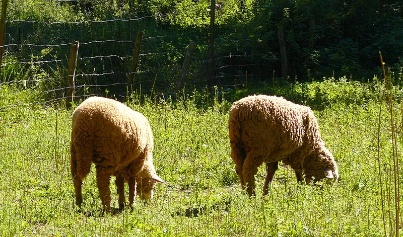 La Junta de Andalucía permite alimentación convencional para ganado ecológico afectado por incendio en Huelva