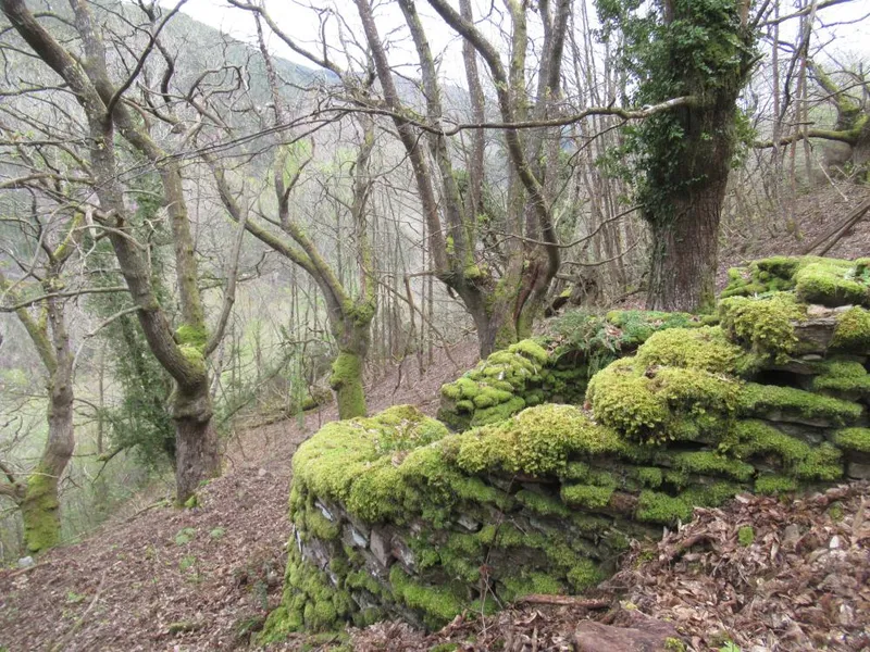 Ruta cultural por la naturaleza de A Fonsagrada el 26 de septiembre