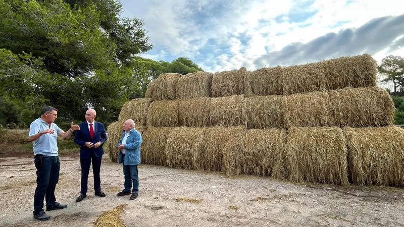 València inicia la recogida de paja de arroz para apoyar a los agricultores locales