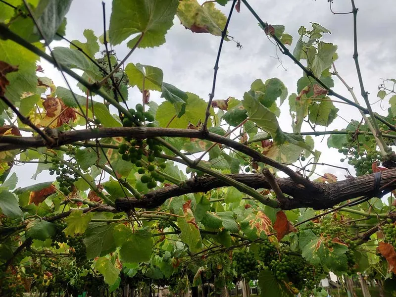 Alerta fitosanitaria en las viñas de Pontevedra por mildiu y oídio