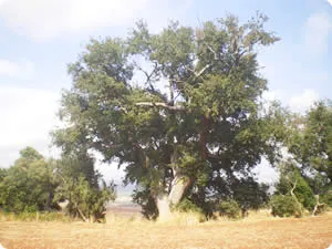Descubre la belleza natural de Etayo: Los Robles de Learza y senderos únicos