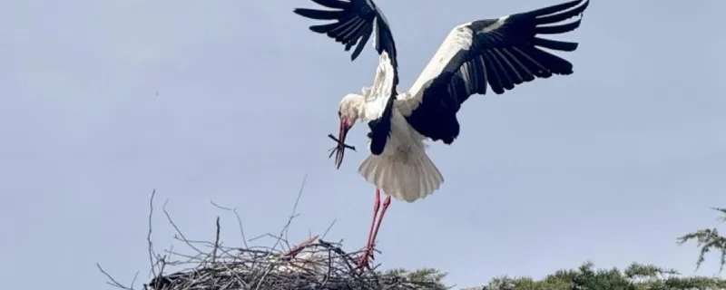 La Diputación de Ávila promociona el turismo ornitológico en la feria Global Birdfair de Reino Unido