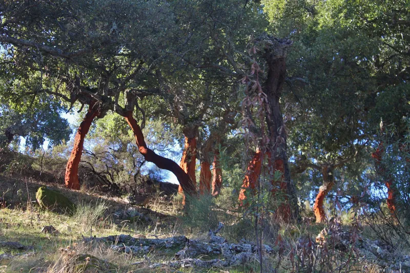 Jaraicejo: Un viaje a través de su historia desde la antigüedad hasta la transformación económica