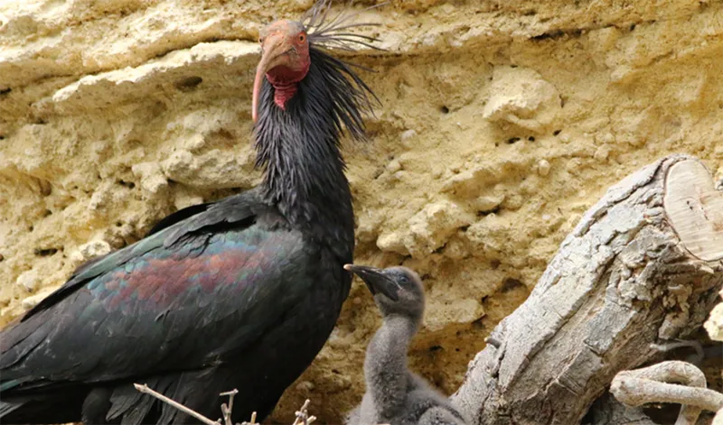 El ibis eremita consolida su recuperación en Andalucía con 53 pollos volados en 2026