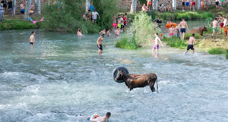 Trillo celebra su Feria Chica con vacas en el Tajo, música y concursos taurinos