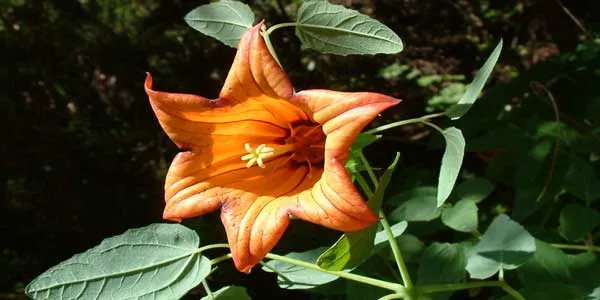 El Bicacaro, joya botánica de Garafía, protagonista de una nueva publicación
