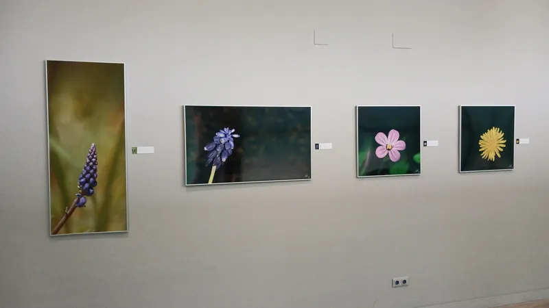 La fotografía macro 'Macroarte' de Tony Tirado llega a El Paleontològic de València