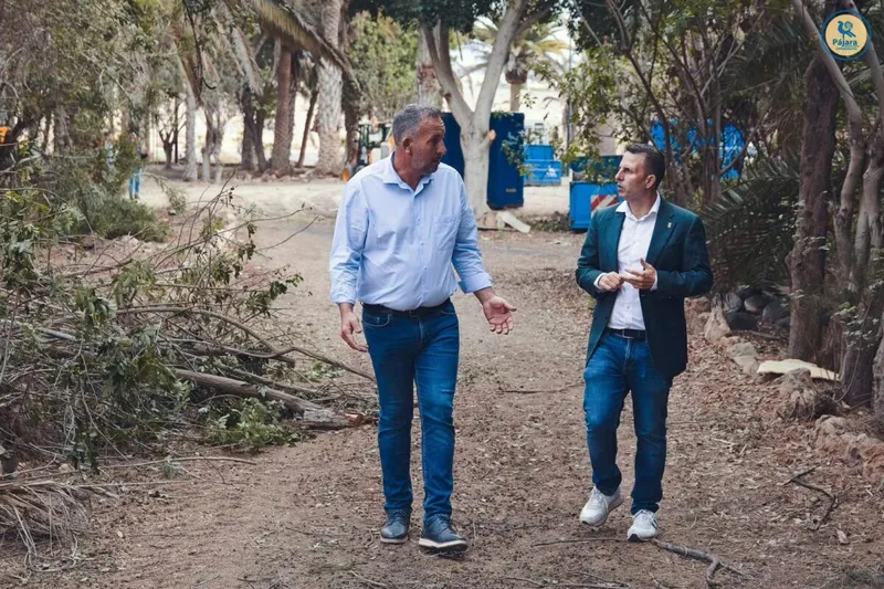 El Ayuntamiento de Pájara garantiza la continuidad de las labores en el palmeral de Costa Calma