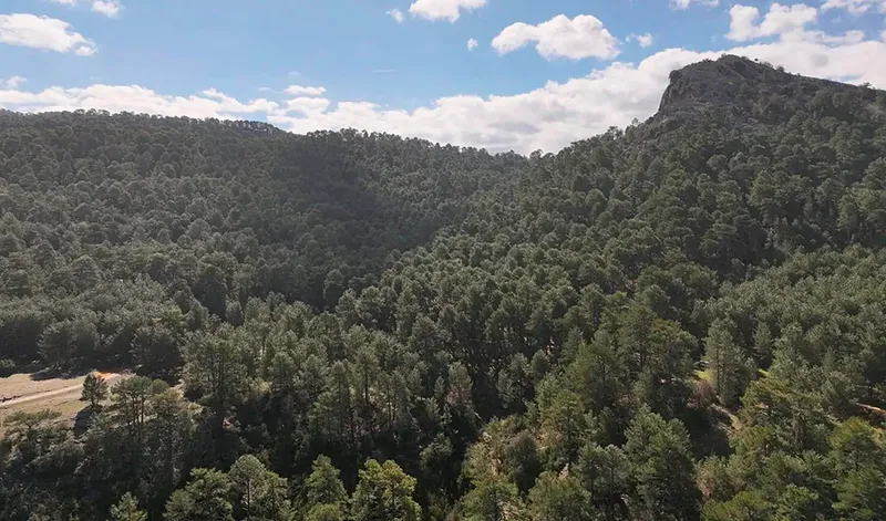 Andalucía estrena el Registro de Montes Públicos tras la nueva Ley Forestal
