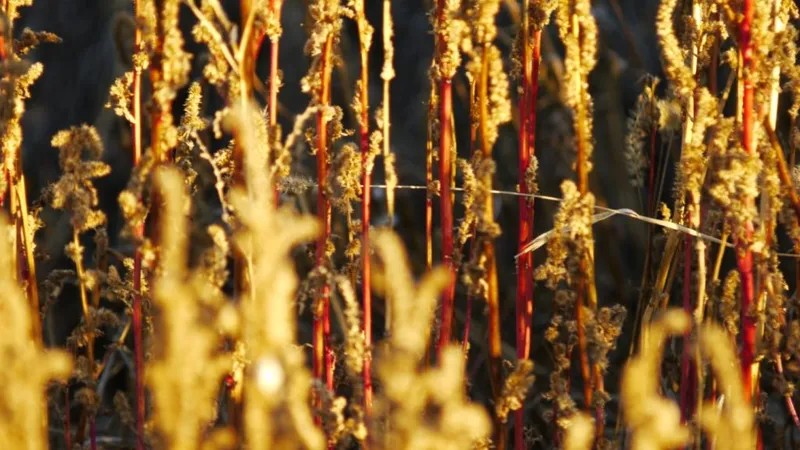 Villaralbo muestra la belleza de su paisaje otoñal en imágenes