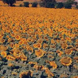 El campo y la tradición jabonera de Cihuela: un legado ancestral