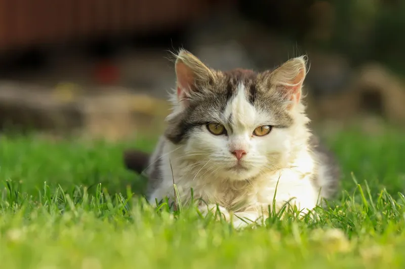 Diputación de Tarragona abre convocatoria de ayudas para protección animal