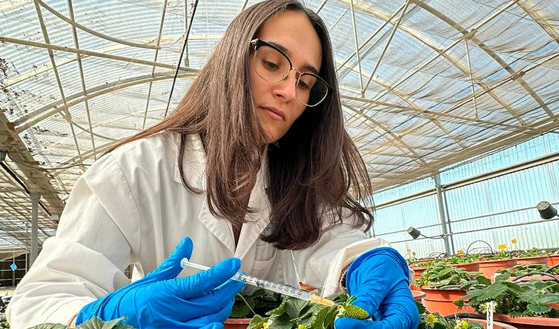 Investigación andaluza con IA para mejorar la fresa ante el cambio climático