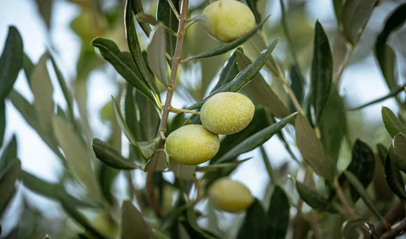 Andalucía prohíbe la recogida nocturna de aceituna en olivares superintensivos para proteger la avifauna